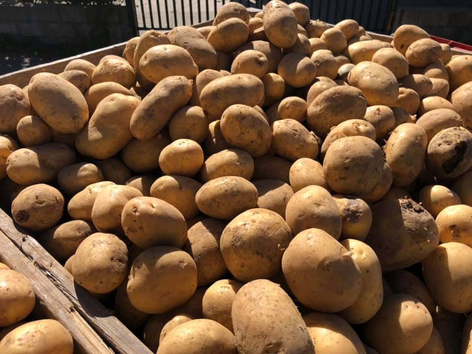 calabria, azienda agricola, patate, patate rosse, patate gialle, cereali, produzione patate