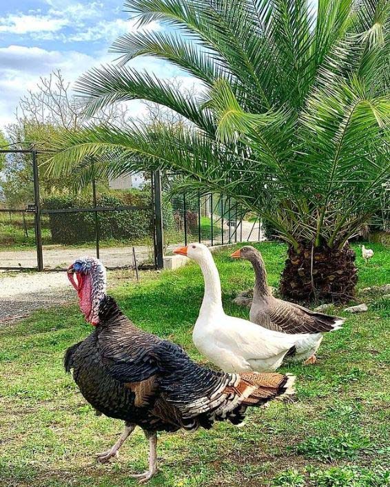 azienda agricola, allevamento, uova, grano