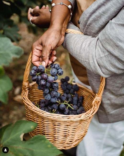 campania, azienda agricola, capri, napoli, olio evo, vino