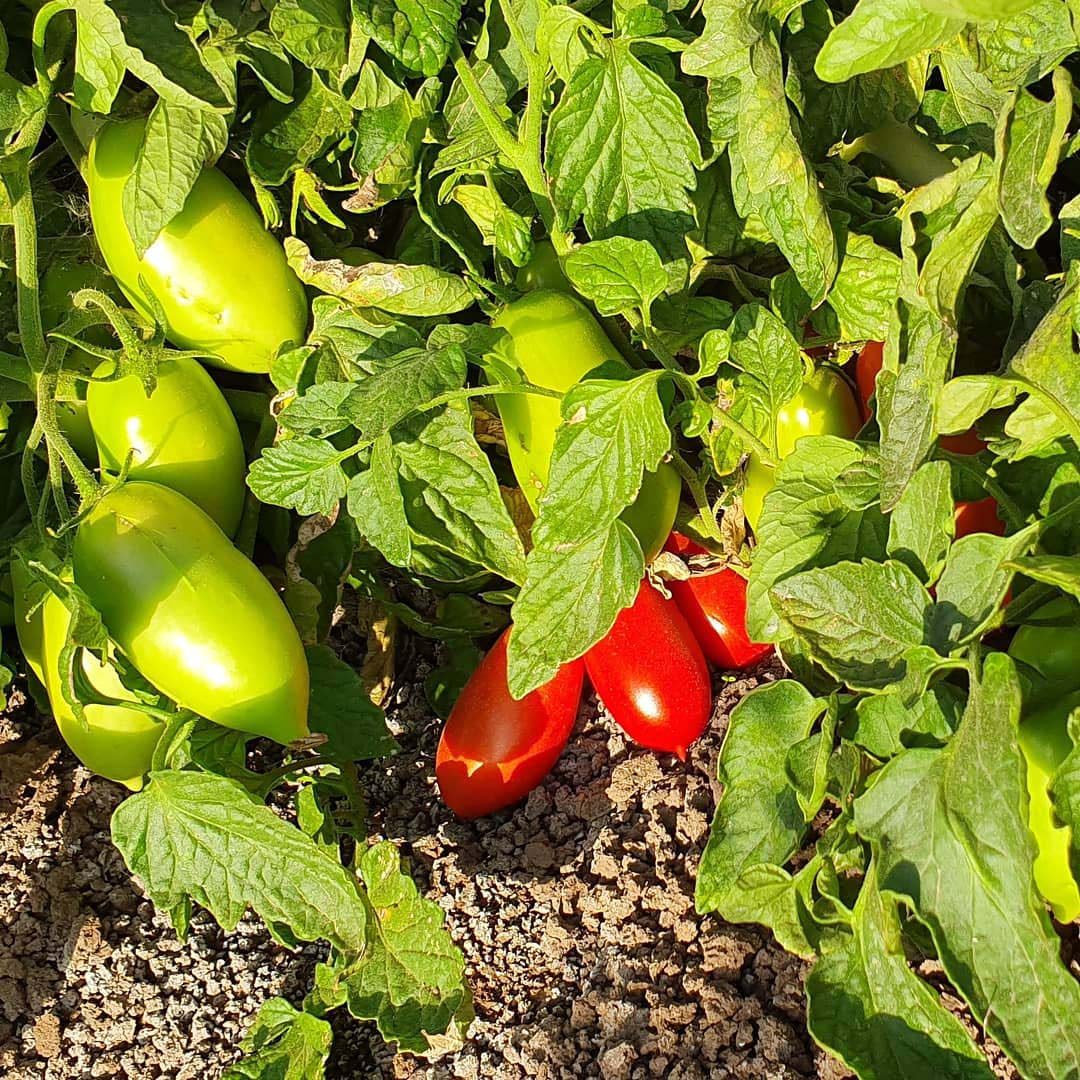 sardegna, azienda agricola, pomodori, zucchine, carciofi