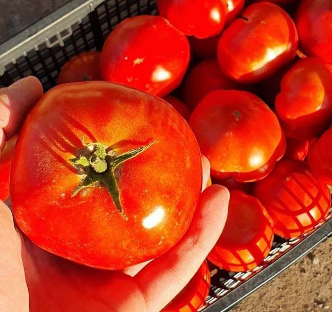 sardegna, azienda agricola, pomodori, zucchine, carciofi