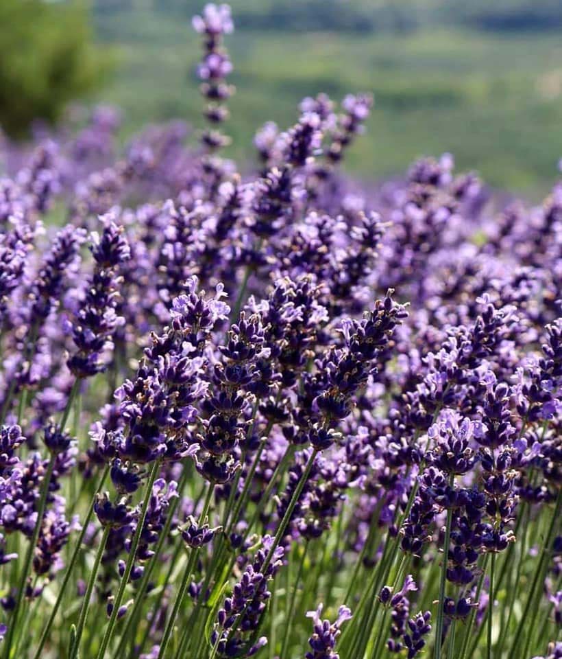 lombardia, azienda agricola, lavanda, zafferano, olio essenziale, erbe aromatiche, pavia