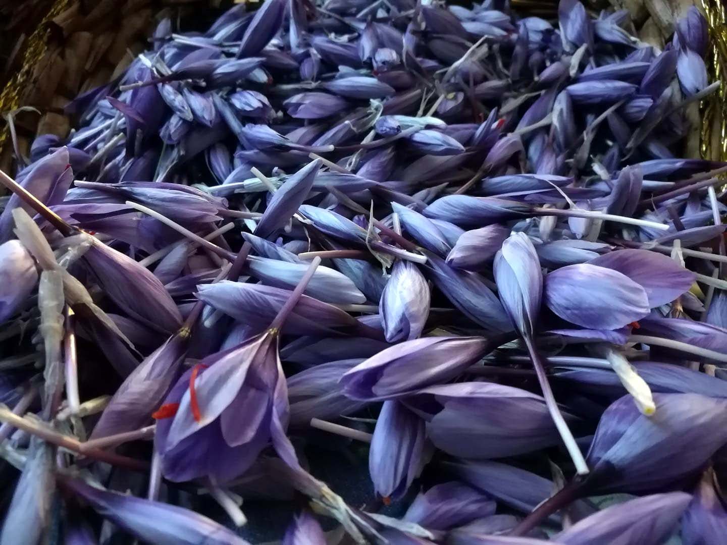 lombardia, azienda agricola, lavanda, zafferano, olio essenziale, erbe aromatiche, pavia